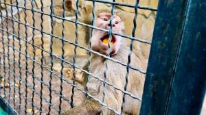 Люська дала мне понять, что ОНА НЕ НАЕЛАСЬ и нужно побольше ей ПРИНЕСТИ ВКУСНЯШЕК!