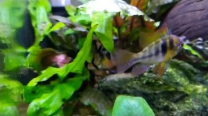 Апистограмма Рамирези! Уход,содержание и разведение.