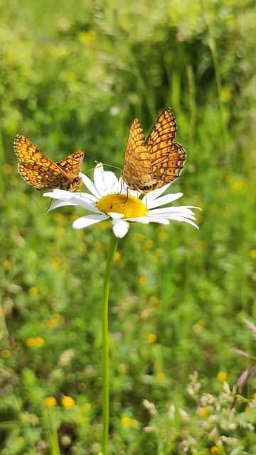 Marsh fritillary (Бабочка Шашечница Авриния) смотреть онлайн