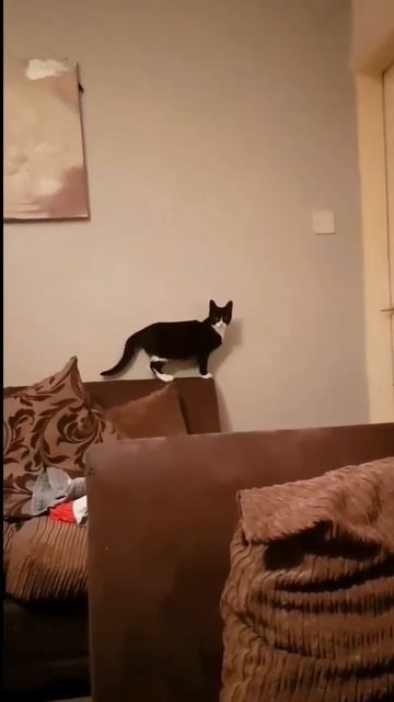 #смех #кошка #животные #юмор #ржака смотреть онлайн
