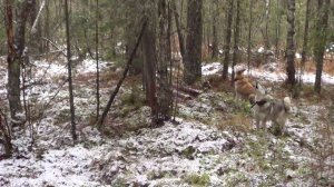 ОХОТА С ЛАЙКОЙ НА ПУШНИКУ / Охота на куницу капканами. Сезон 25-26г.