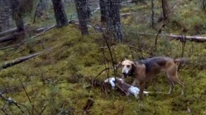 Охота на зайца 04.11.2025. Снова дождь, но Ая в деле!