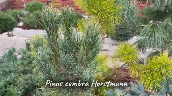 Pinus cembra Horstmann