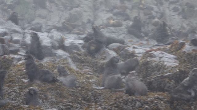 Котики на лежбище, скалы Ловушки @ Курилы, 2024 смотреть онлайн