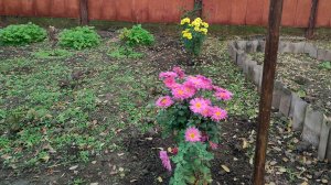 Жизнь станичная на пенсии.