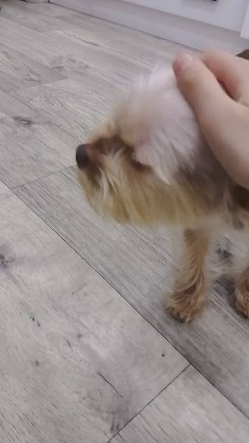 Я зову свою собачку! ребят подпишитесь пожалуйста, ведь вы меня поддерживаете своей подпиской! смотреть онлайн