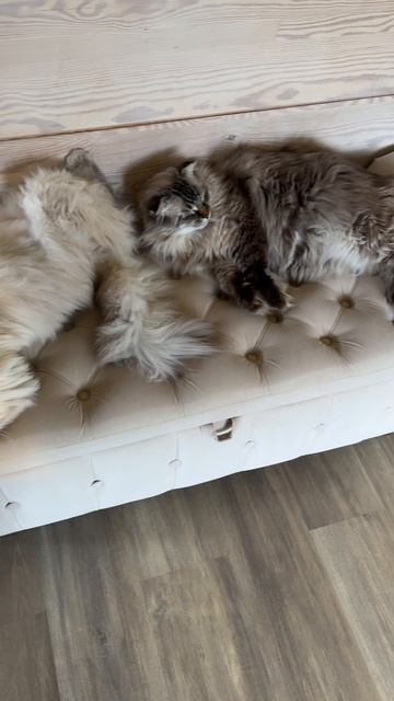 Спят усталые игрушки 🧸 смотреть онлайн