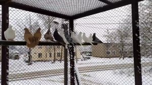 Невыдуманная история о Николаевских голубях,лучше которых,я в своей жизни не видел...