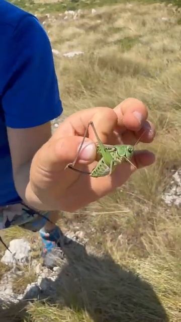 Borski STOL 1155m #srbija #serbia #mountains #travel #hiking #planinarenje #relaxing #nature #summer смотреть онлайн
