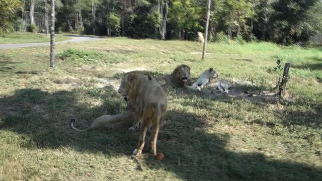 Львы на сафари @ Вьетнам, о. Фукуок, 2025