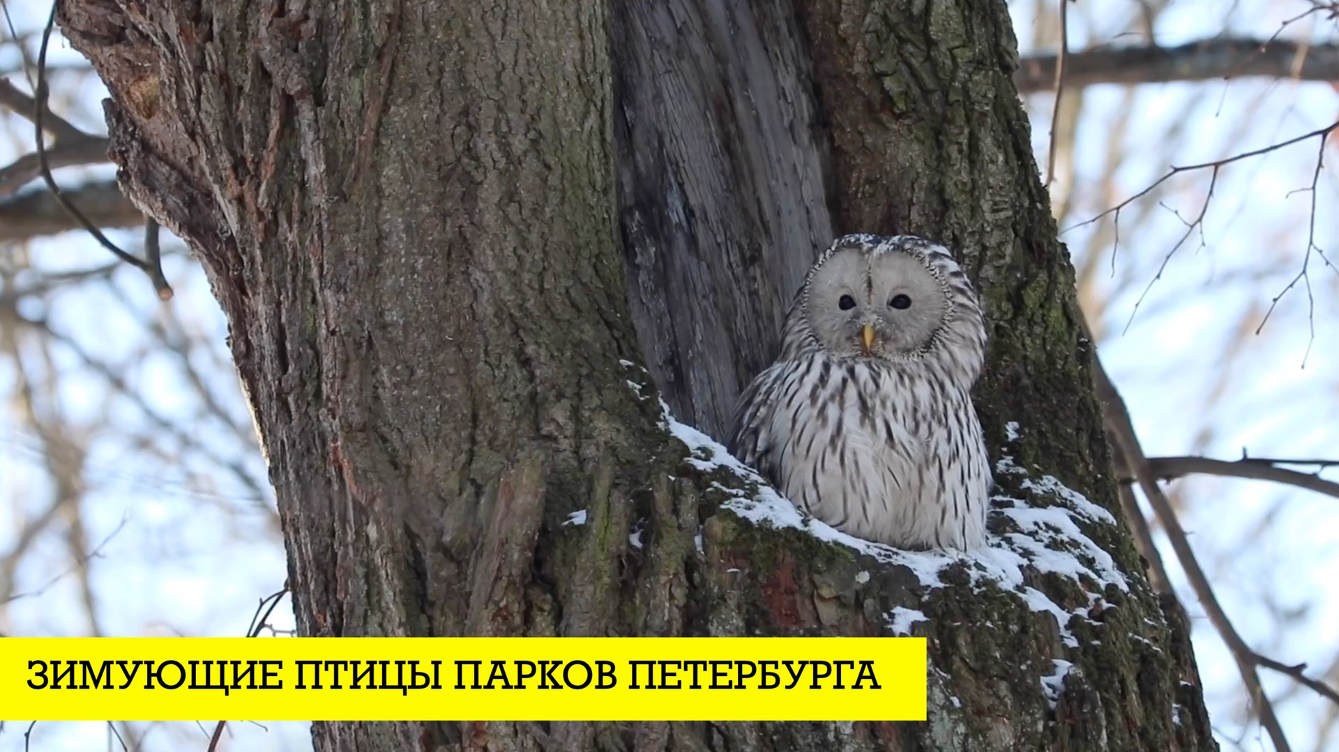 Зимующие птицы парков Петербурга смотреть онлайн