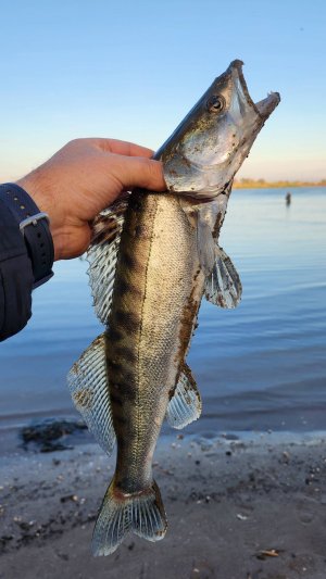 ⚡️ЗЛОГО СУДАЧКА взяли 🔥 Рыбалка на Волге!!  Осень-2025