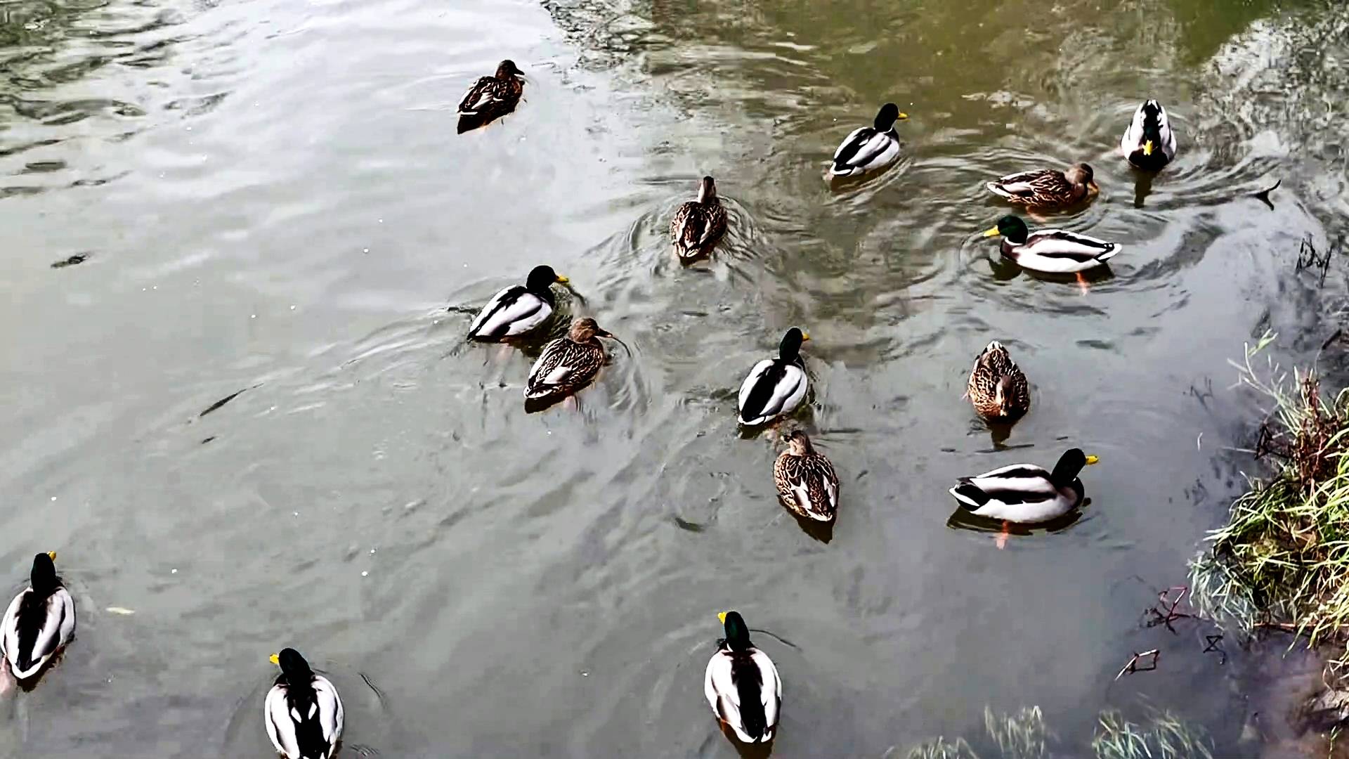 УТИНЫЙ РЕЛАКС В МОСКВЕ. ДОБРОГО УТРА ВСЕМ! смотреть онлайн
