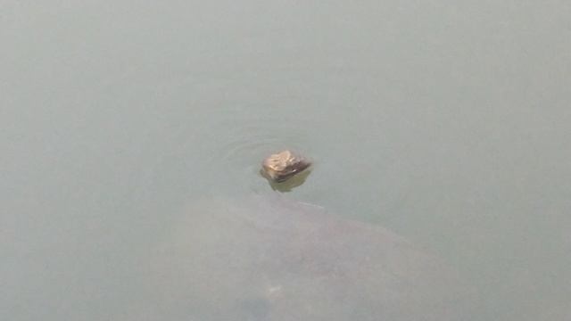 Чудо! Камень крутится на поверхности воды @ Москва, Ивановский отстойник, 01.01.2024
