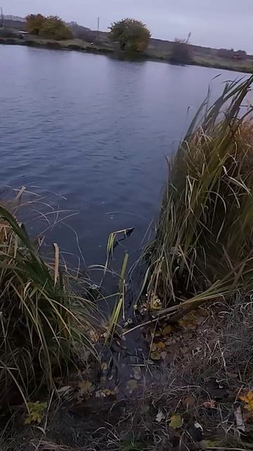 Горбатый смотреть онлайн