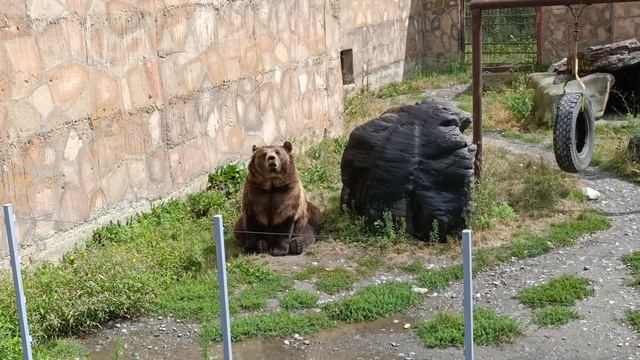 Медведь ловит яблоки @ Домбай, 2025