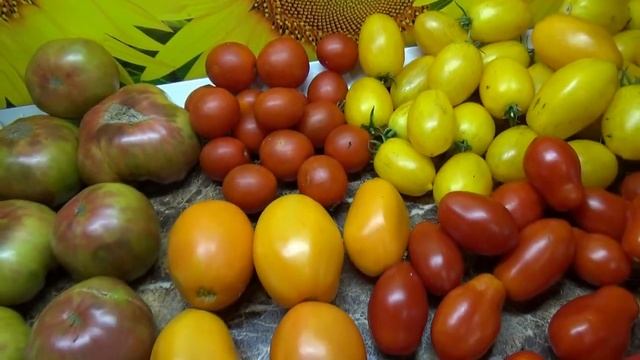 Томат Ренегат - очень страшные помидоры! Но вкусные! Настоящая экзотика! №1054. Обзор сорта. смотреть онлайн