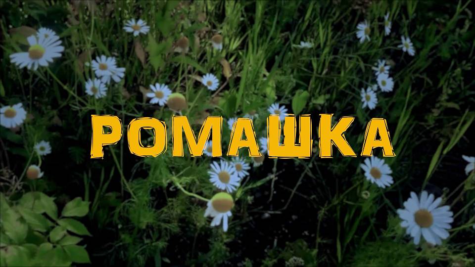 группа ПТИЦА - Ромашка