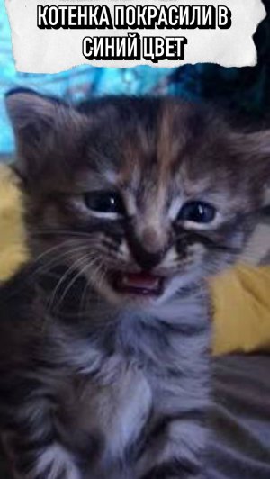 Котенка Покрасили В Синий Цвет😢💔Зачем Они Это Сделали?