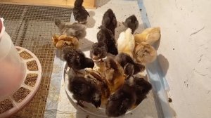 Убрали гусей🦢 Что с цыплятами 🐥😐Готовим участок к весне🥔 Взошла морковь🥕😏