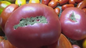 Томат Миллионер - очень урожайный сорт с плодами - гигантами! №768.