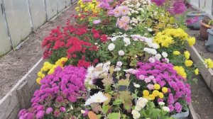 Готовлю хризантемы к зиме.Завершаю огородный сезон.Жизнь в деревне.🏡