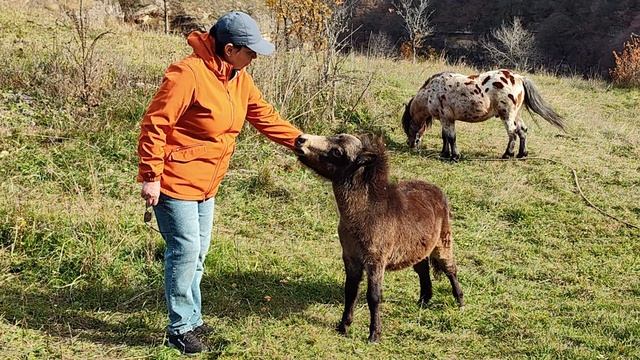 Семейка Пони 🐴 смотреть онлайн