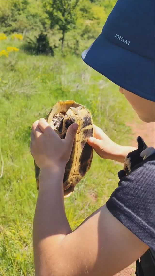 Прогулка в лесу в Сербии. #природа #релакс смотреть онлайн