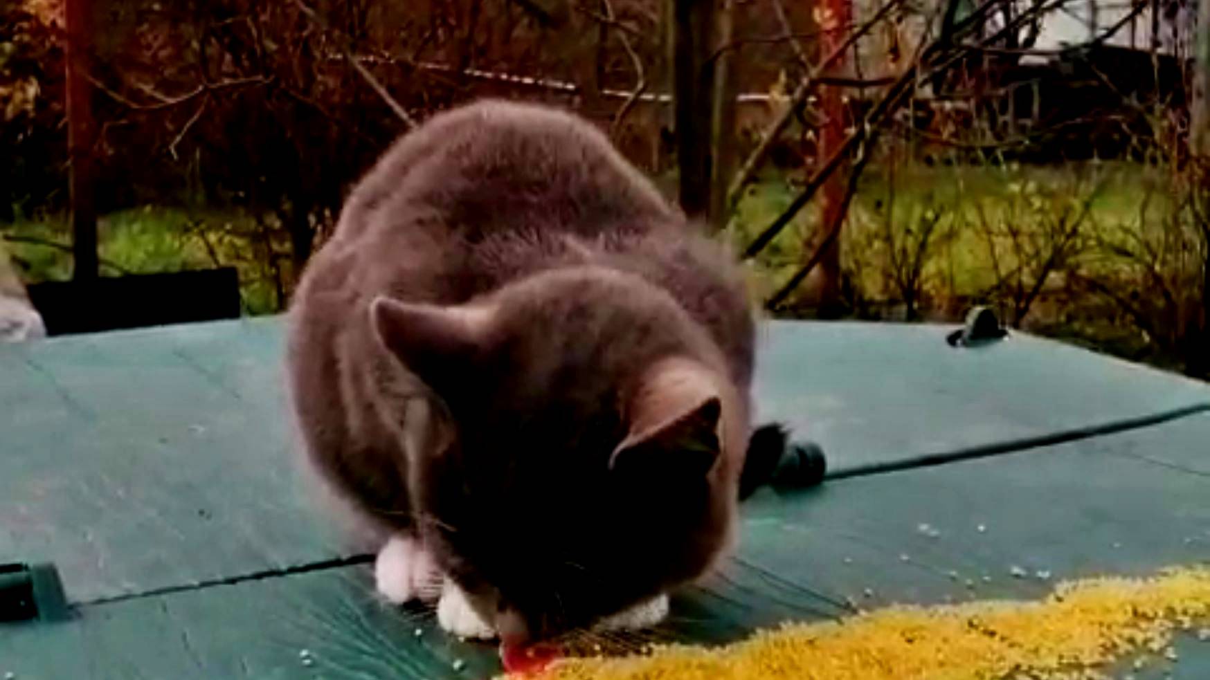 НЕОЖИДАННЫЙ ГУРМАН! смотреть онлайн