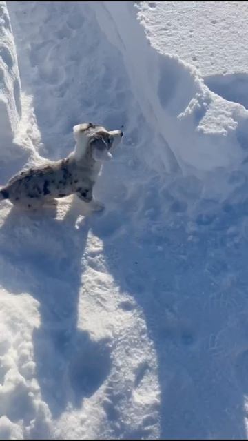 Сегодня нашей Бетти 2 годика - поздравьте кому не сложно. И кстате не будьте злым покупайте Коржиков смотреть онлайн