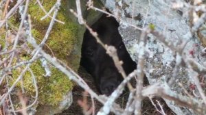 Редкие кадры засыпающего в берлоге медведя