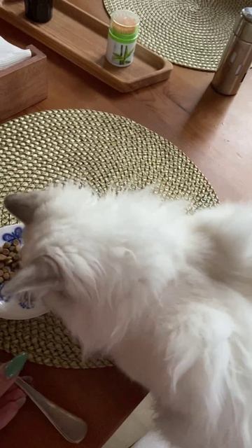 Платоша голубых кровей сын чемпиона мира 🥇 смотреть онлайн