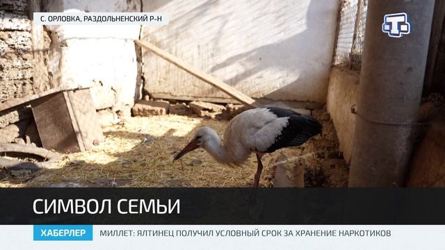 В Раздольненском районе у местной жительницы во дворе поселился аист смотреть онлайн