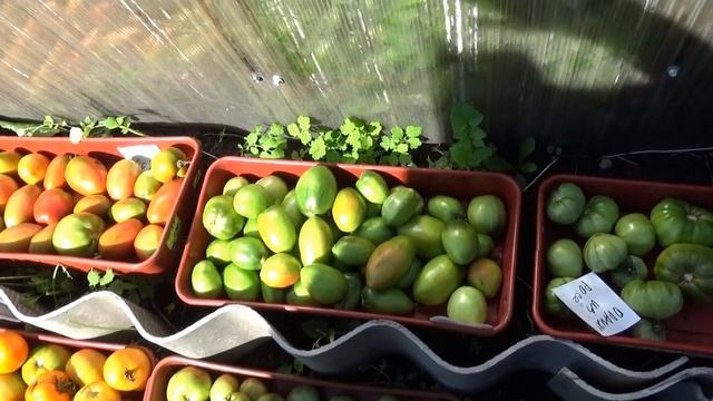 Какой урожай дали мои замерзшие томаты? Я очень удивилась! 2023 год. смотреть онлайн