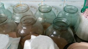 снова заливаю чайный гриб комбуча 30л чаем, как завариваю и настаиваю, пропорции и количество сахара