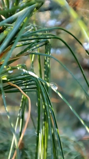 Сосна после дождя смотреть онлайн