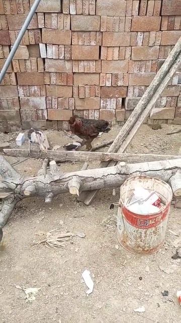 Z Kuşağı Civciv Annesinden Intikam Alıyor   #shorts #funny #viral #story