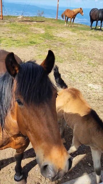 Лучшие моменты весны. The best moments of spring. Najbolja mesta u Srbiji #nature #srbija #сербия смотреть онлайн