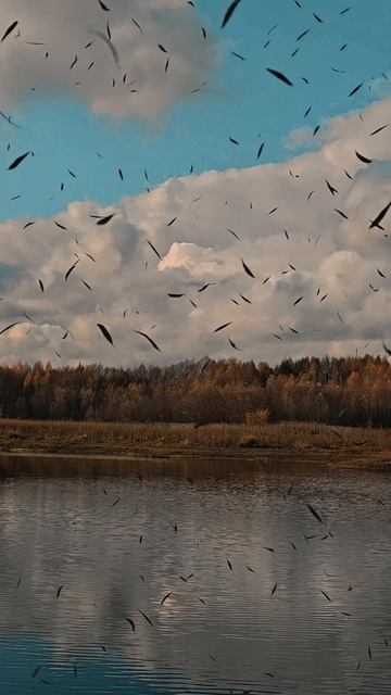 Красная осень в родных местах. смотреть онлайн
