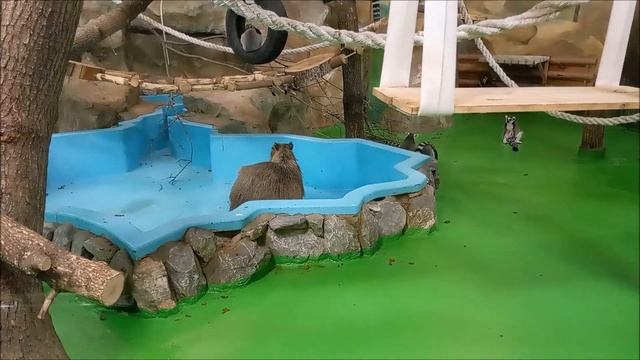 Капибара ждёт когда ей в бассейн после уборки нальют воду 05.11.2025 смотреть онлайн