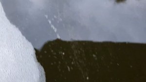 Советы по разведению универсального вида корма!