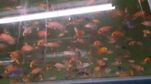 Рыборазводня без металла и дерева, современные аквариумные стойки делают из воздуха!