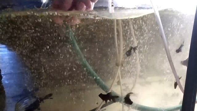 Чем мы кормим рыбку?Почему у нас такие яркие рыбки?Покраска рыбок. смотреть онлайн