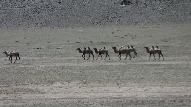 Верблюды гуляют в степи  @ Монголия, 2025