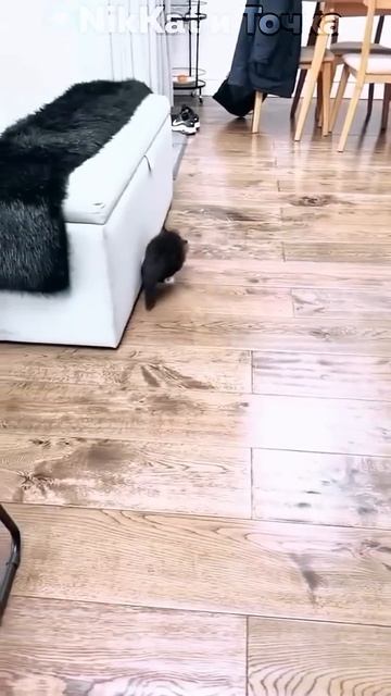 Портал в роблокс, уолтер и кот |Свежие Мемы из TikTok в Shorts! #nikkat #мем #новости смотреть онлайн