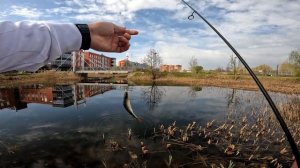 Попла-поппер на городском озере