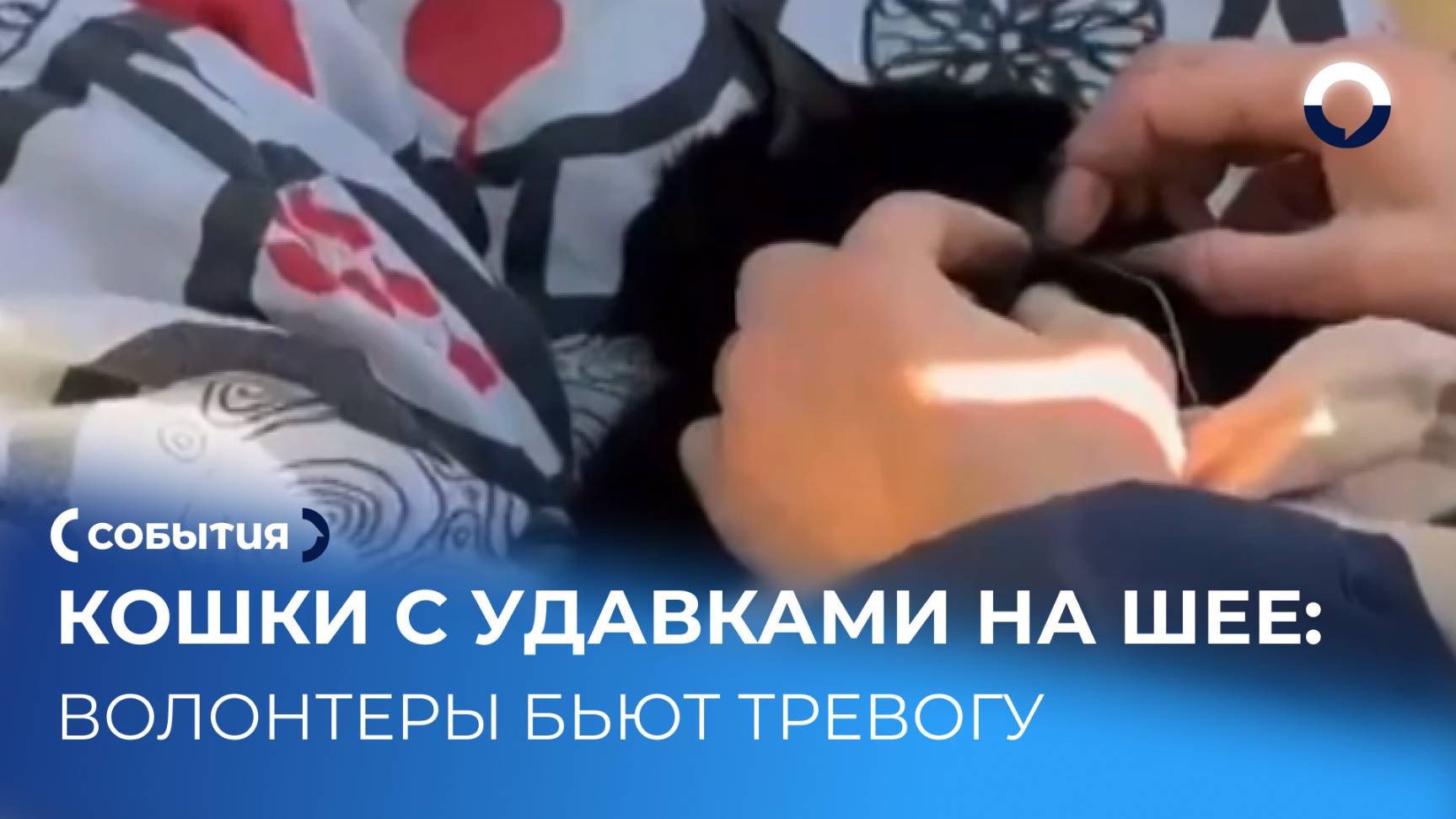 В Екатеринбурге спасли кошек с проволокой на шее смотреть онлайн