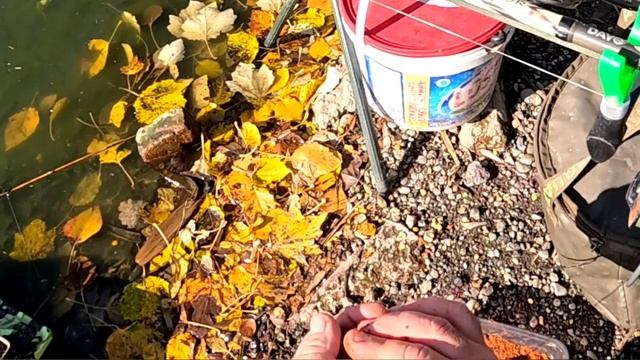 На что клюёт лучше,Флэт, Макушатник или на Фидер.01.11.25. смотреть онлайн