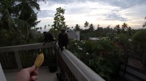 Отдых на Шри-Ланка.Декабрь 2024.