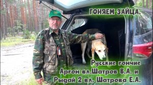ГОНЯЕМ ЗАЙЦА.Русские гончие Аргон вл.Шатров В.А. и Рыдай 2 вл. Шатрова Е.А.